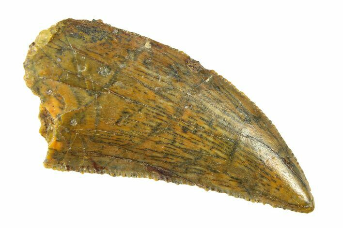 Serrated, Raptor Tooth - Real Dinosaur Tooth #297445